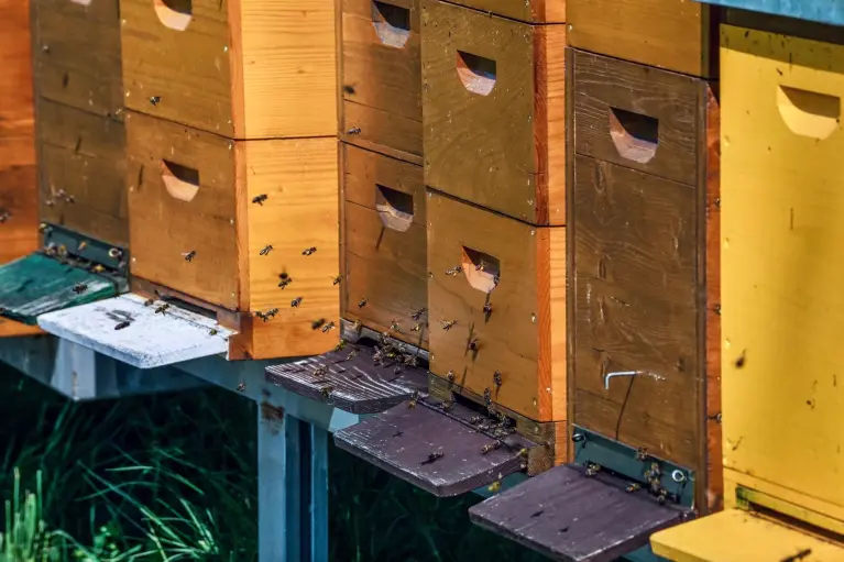 image de ruches en bois avec des abeilles qui volent autour